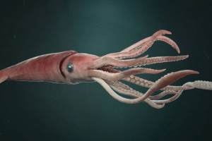 Гігантський кальмари Гігантський кальмари